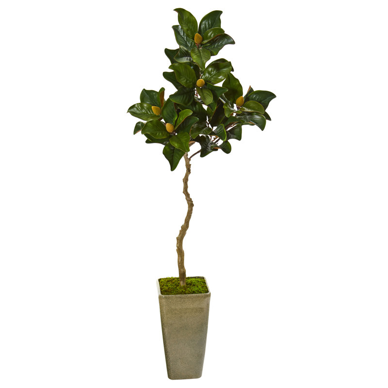 Gracie Oaks Artificial Magnolia Tree in Planter Wayfair